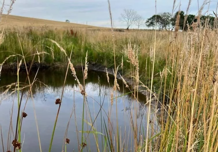 The pond at Harestone Moss