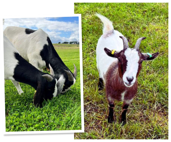 The Goats at Harestone Moss