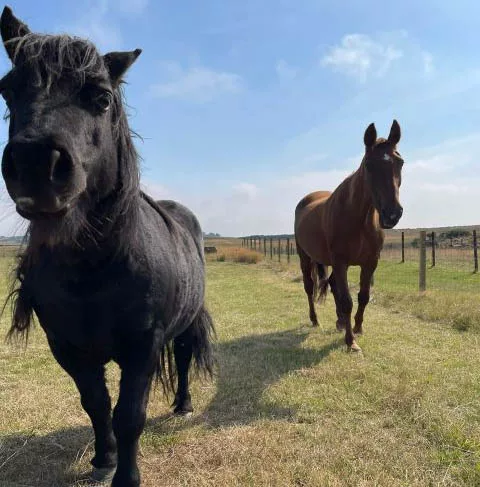 Horses at Harestone Moss