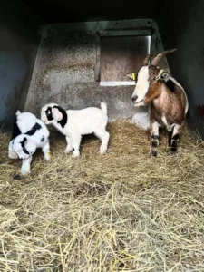 baby-goats2-1
