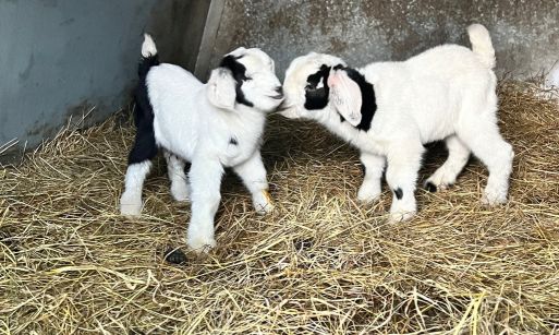 Baby Goats at Harestone Moss