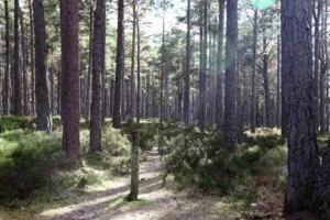 trees-scotland-1-768×512